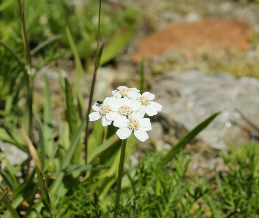 Achillea Muschiata fiore nel prato